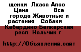 щенки  Лхаса Апсо › Цена ­ 20 000 - Все города Животные и растения » Собаки   . Кабардино-Балкарская респ.,Нальчик г.